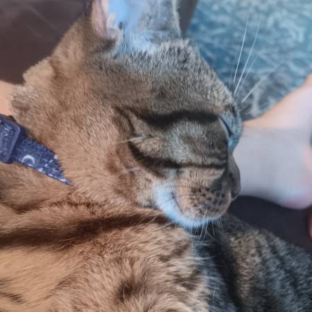 Sweet bengal mix kitten 1