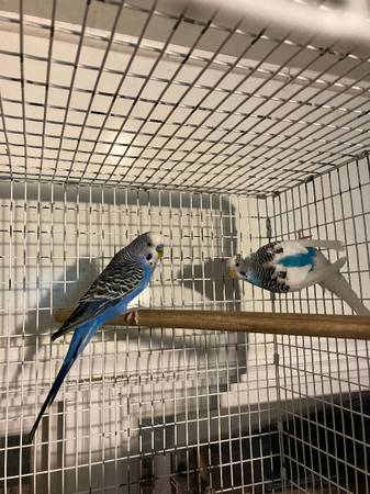 Parakeets (Portsmouth, NH)63844233673603120