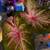 Dusty pink and green caladiums ($10-25) 1 thumbnail