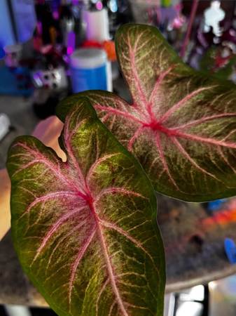 Dusty pink and green caladiums ($10-25) 1