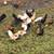 Old English Game Bantam Roosters 6 thumbnail