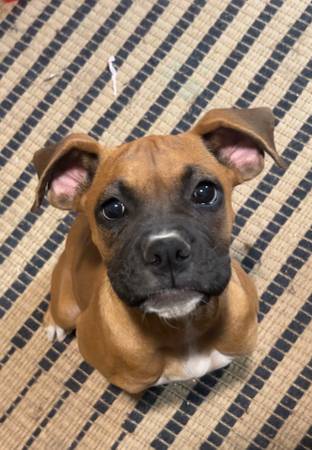 Boxer puppy 1