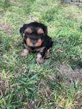 Rehoming adorable puppies (Rawlins)63655939193089123