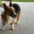 Corgi male 1 thumbnail
