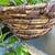 Pothos plant in hanging basket 2 thumbnail