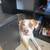 ReHoming loving pup 2 thumbnail