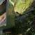 John Deere Model #80 Cart/ Yard Cart 4 thumbnail