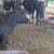 Beef heifers 8 thumbnail