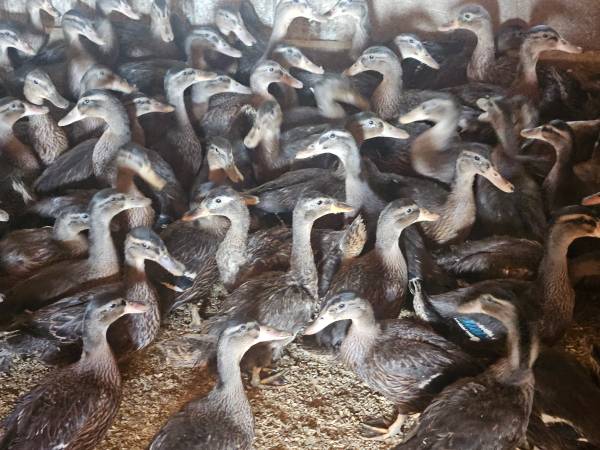 Poultry 1
