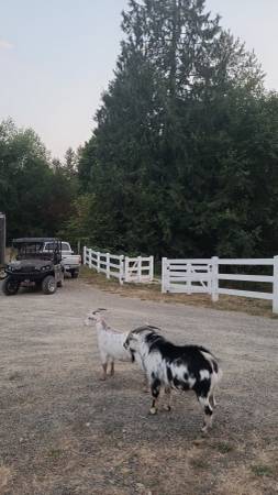 Rehoming Chickens, Roosters, Goats (Monroe)63885717318273120