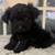Yorkie/ Toy Poodle Puppies Rehome/ Adoption 3 thumbnail