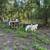 Great Pyrenees Livestock Guardian Dogs 6 thumbnail