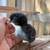 Chickens 14 thumbnail