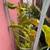 Dragon Fruit Plants 3 thumbnail