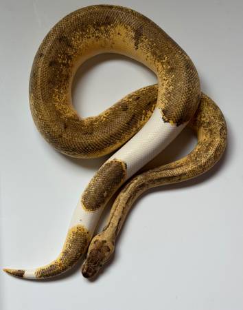 Lemon Blast Enchi Pied Pos SandBlast ball python $600 1