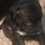8 week American bully puppies looking for their forever homes! 5 thumbnail