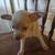 Chihuahua Puppies 6wks old Full blooded 2 thumbnail