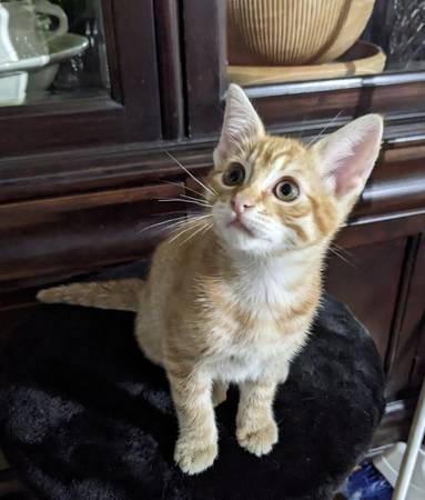 Kittens available for adoption! (Tacoma)63684505854337120