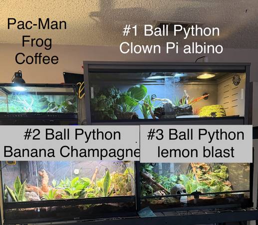 Willing to trade or sell 1