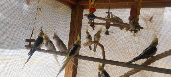 Breeder Cockatiels (Decatur (Belvedere Park))63881507238401123