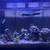 Aquarium Full Setup with Live Coral 2 thumbnail