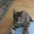 mama cat and 2 kittens 3 thumbnail