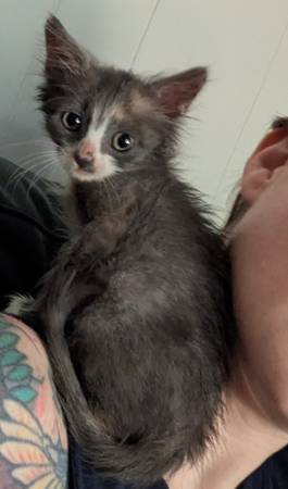 Long Haired Calico Kitten (Orange Park)63682015959937120