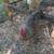 Free Roosters 1 thumbnail