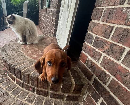Dachshund hembra - $200 (Heflin)63440275911171121