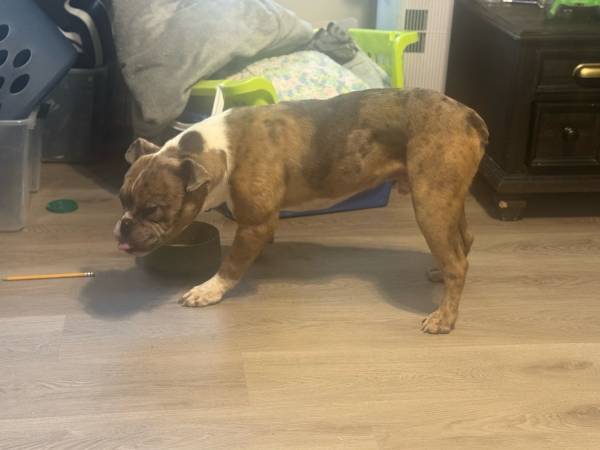 Merle Bulldog (Acworth)63966720673027124