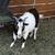 9 month old whole male pymgy goat for sale 1 thumbnail