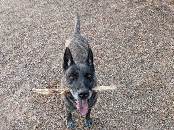 Re-homing affectionate, very smart Dutch Shepherd 1