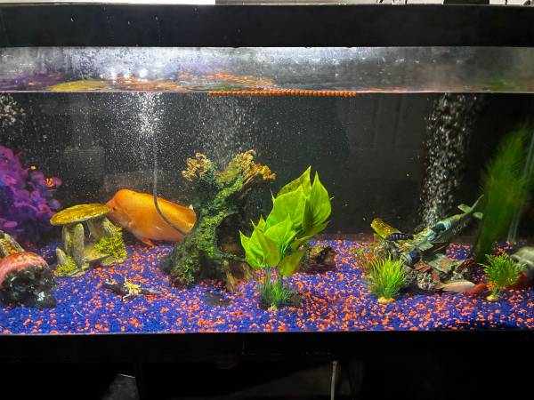 Rescue 75 gallon tank with fish (Las vegas)63860185643009120