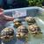 Sulcata Tortoise Hatchlings 2 thumbnail
