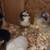 Rainbow egger chicks chance of frizzle 10 thumbnail