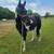 Paint Gelding 5 thumbnail