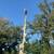 🌳⭐⭐ TREE REMOVAL EXPERTS IN LAKELAND, FL ⭐⭐🌳 24 thumbnail