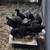 chicks  ayam cemani 5 thumbnail