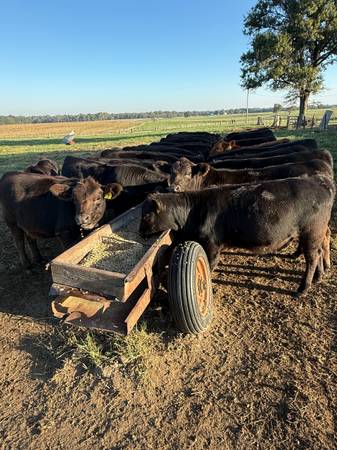 Weaned Steer Calves 1