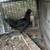 Ayam cemani/easter egger cross rooster. Fibro easter egger 1 thumbnail