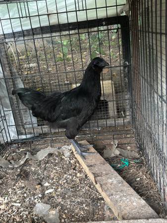 Ayam cemani/easter egger cross rooster. Fibro easter egger 1