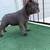 Frenchie puppy 6 thumbnail