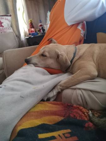 Lab / Shepherd Mix Pup 1 Year old 1