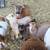 Nigerian Dwarf Goat Bucklings 2 thumbnail