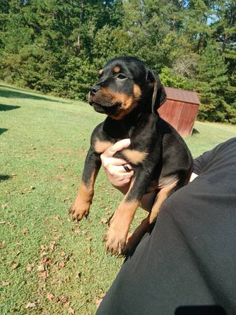 Rottweiler Puppies63812944032769123