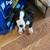 Border Collies Puppies For Sale 14 thumbnail