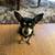 Chihuahua Dog For Rehoming 1 thumbnail