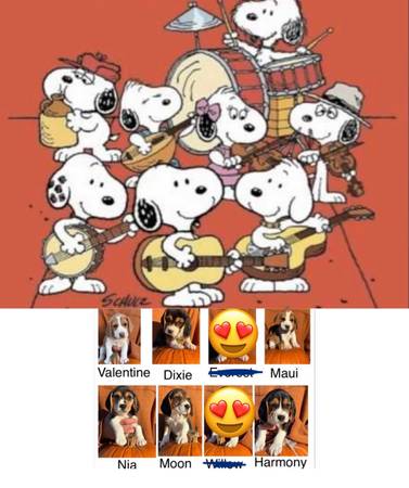 Rehoming Snoopy and His Gang 1