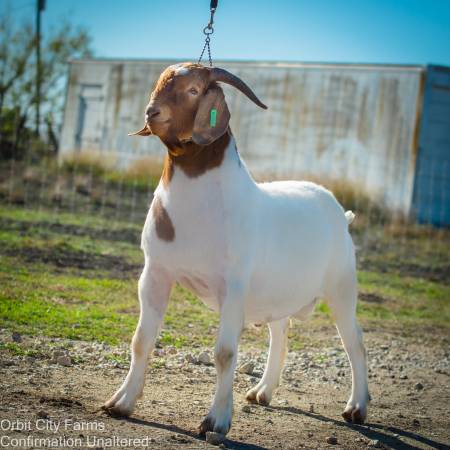 Fullblood TRADITIONAL Boer Buck 1