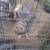 3 potbelly pigs 2 thumbnail